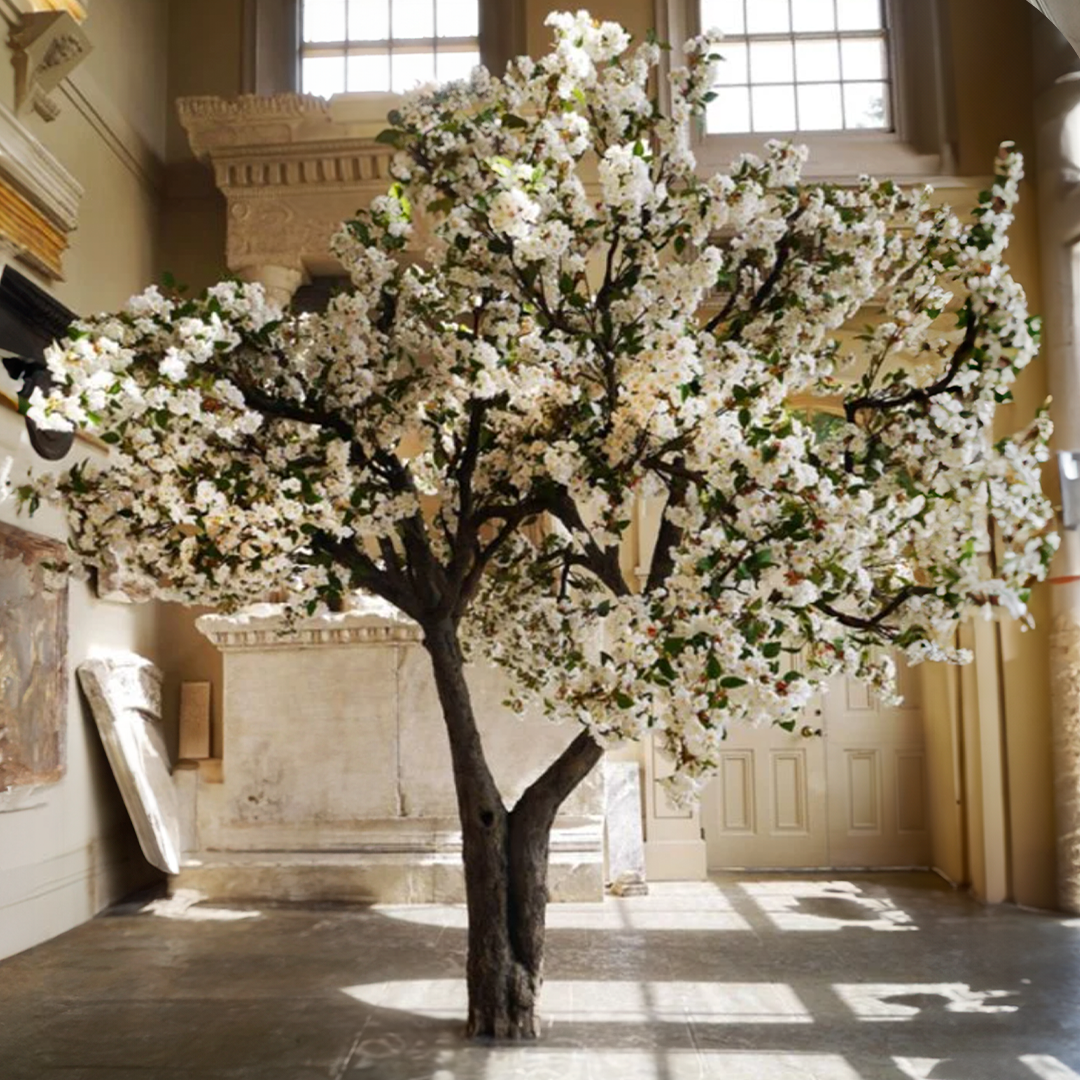 Mega White Cherry Blossom Tree